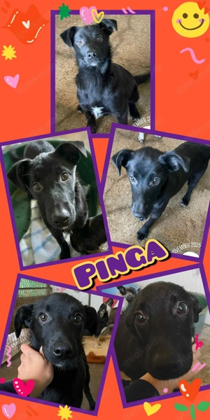 wunderschönes, bezauberndes, liebes Welpenmädchen "Pinga" sucht ein liebevolles Zuhause 