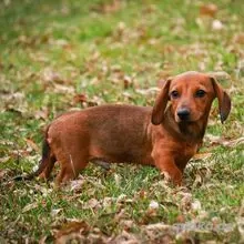 Feuerroter Dackelrüde Otto
