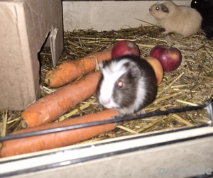 meerschweinchen jungs