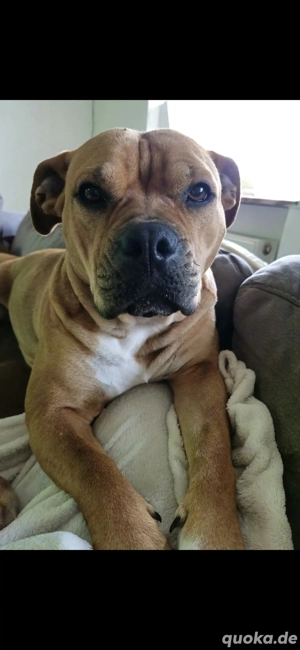 Old English Bulldog-Boxer-Mix Hündin (2 Jahre) sucht liebevolles Zuhause