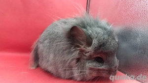 Sußes Chinchilla zu abgeben