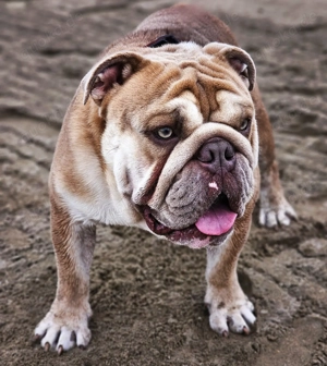 Englischer Bulldoggenrüde (Junghund) in liebevolle Hände abzugeben