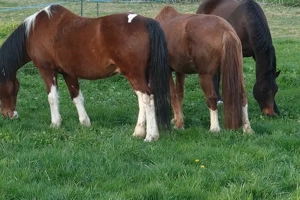 Reitbeteiligung an liebem Wallach zu vergeben