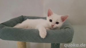 Maine Coon Mix Mädchen 