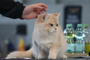 J.Ch .Effalen Ram BKH Blue Golden Shell  mit Stammbaum 