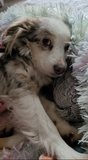 Mini Hündin 8 kg sucht Verständnisvolles Zuhause 