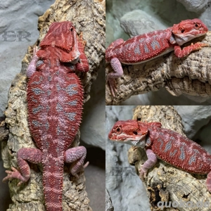 HOLDBACK Qualität! Bartagame (Pogona vitticeps) Männchen