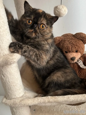 Reinrassige Exotic Shorthair Katze 3 J. alt kastriert geimpft gechippt mit Stammbaum 