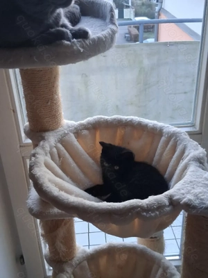 Schwarzes Mix  kitten sucht ein Zuhause 