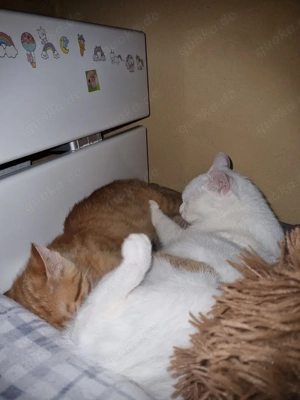 Zwei süße Katzen in guten Händen, ein Mädchen und ein Junge 