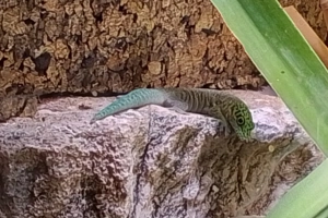 Querstreifentaggeckko weibliches Jungtier 0.1 zu Verkaufen 