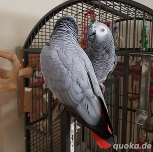 Sehr intelligente Papageien verfügbar