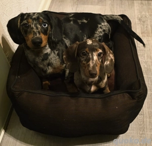 Kaninchendackel gesucht