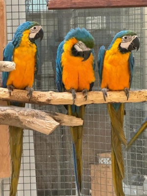 Verkaufe zwei Gelbbrustaras weibl. Bild 2