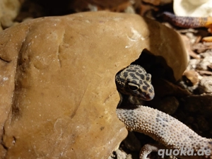 Leopardgecko Nachwuchs 
