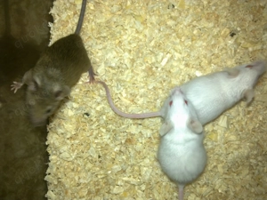 Mäuse günstig abzugeben