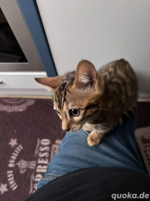 Reserviert für Anne- Marie Bengal Katze sucht ein liebevolles zu Hause 