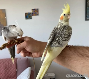 Nymphensittich-Paar mit großem Montana Käfig & viel Zubehör