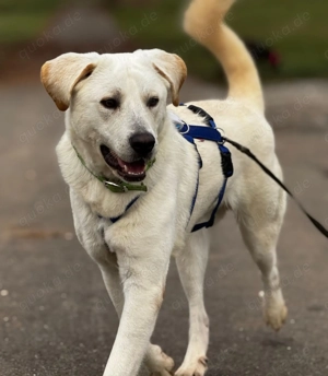 Mischlingsrüde Brico sucht sein Zuhause