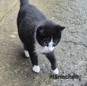 Katzen zu vergeben