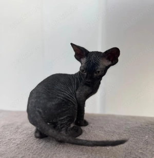 Wir dürfen morgen ausziehen Sphynx Elfensphynx Kitten 