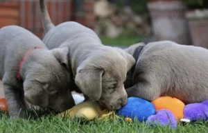 Silber Labrador Welpen 
