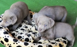 Silber Labrador Welpen mit Papieren