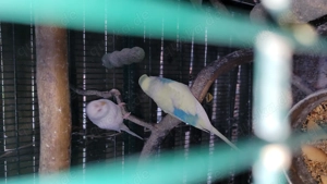 Wellensittich (Pärchen)