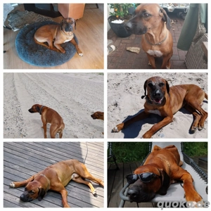 Rhodesian Ridgeback Rüde 3 Jahre