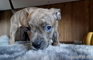 *auszugsbereit* Einzigartige American Bully XL Welpen