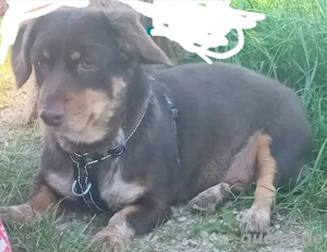 Dackel Mix Hündin sucht liebevolles neues Zuhause