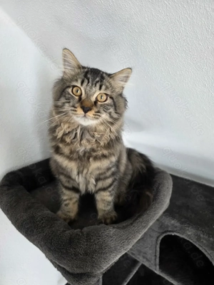 Maine Coon  BKH Mix Kater