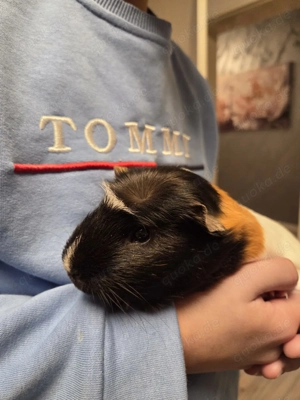 3 Meerschweinchen Jungs suchen ein gutes Zuhause