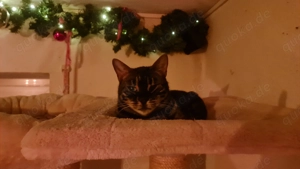 Wunderschöne, charcoal Bengalkatze sucht dringend neues Zuhause!!! Bild 4