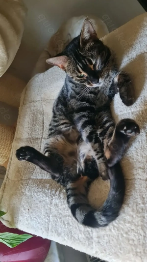 Wunderschöne, charcoal Bengalkatze sucht dringend neues Zuhause!!! Bild 2