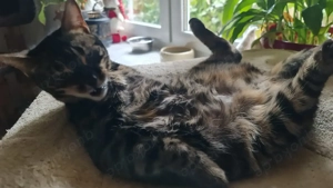 Wunderschöne, charcoal Bengalkatze sucht dringend neues Zuhause!!! Bild 3