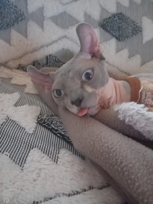 Deckkater Sphynx-Max
