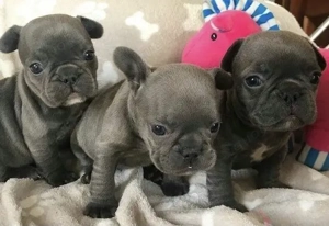 Französische Bulldoggen Welpen 