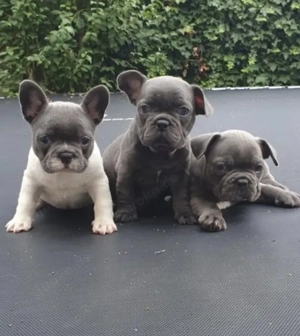Französische Bulldoggen Welpen suchen ein schönes Zuhause