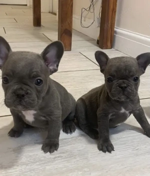 Französische Bulldoggen Welpen 