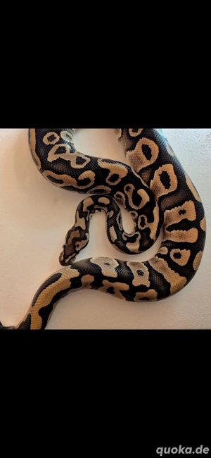 1.0 Special Leo h.Clown