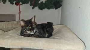 Wunderschöne, charcoal Bengalkatze sucht dringend neues Zuhause!!! Bild 5