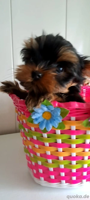 Reinrassige Yorkshire terrier Welpen zu verkaufen 