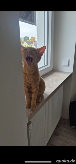 Devon Rex Kater 8 Monate alt 