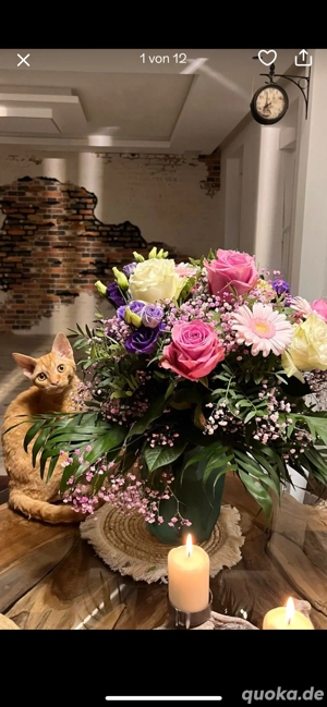 Devon Rex Kater 8 Monate alt 