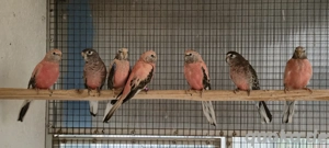 Bourkesittiche abzugeben!!!