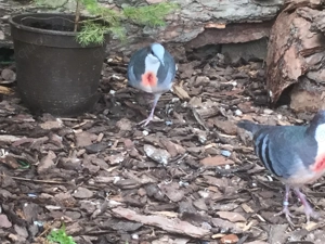 1.1 Dolchstichtauben abzugeben 