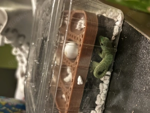 Phelsuma grandis - Madagaskar Taggecko NZ