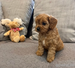 cavapoo weibchen
