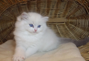 Ragdoll-Kätzchen  Nevada  (Mädchen) mit Stammbaum!  